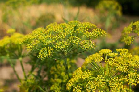 Dill yellow blossoms in the garden. natural backgroundの写真素材