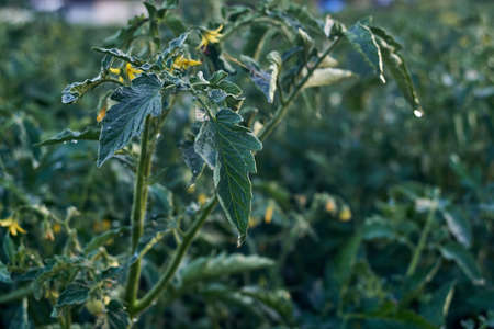Tomato stalks in the evening after irrigationの写真素材