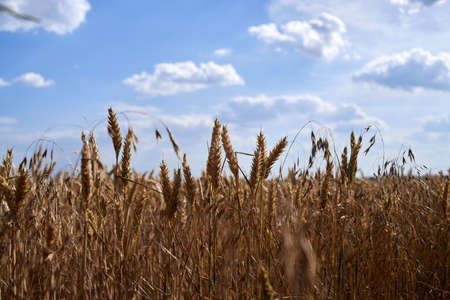Spikelets of wheat and the sky in the cloudsの写真素材