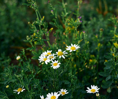White wild daisies in alfalfa fieldの写真素材
