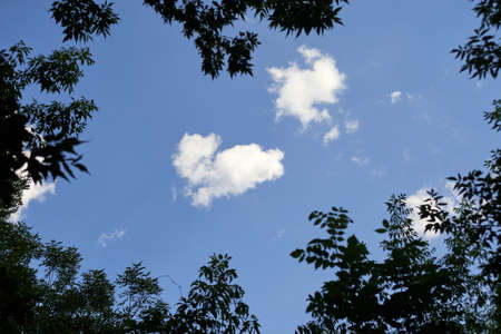 Small white clouds and tree branches on the sidesの写真素材