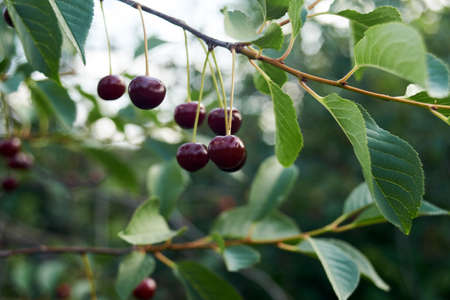 Ripe red cherries on a branchの写真素材