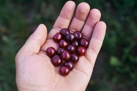 Ripe cherries in the palm of your handの写真素材