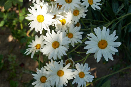 Bush of white daisies bloomed in my gardenの写真素材