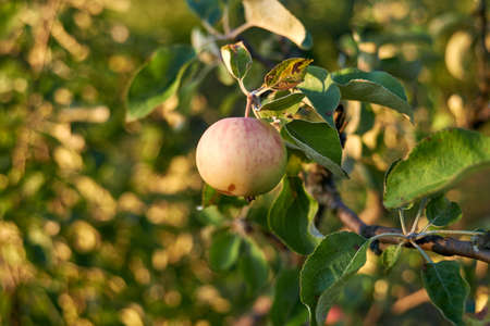 Small apple ripens on the tree in Julyの写真素材