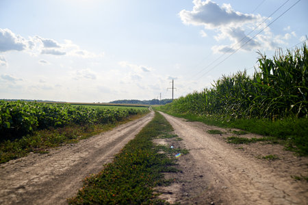 Countryside road among fields of corn and soybeansの写真素材