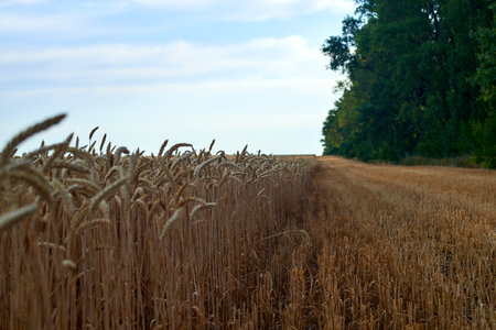 Wheat field, sky and forest in Julyの写真素材