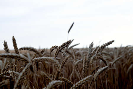 Photo of yellow spikelets in a wheat field. Julyの写真素材
