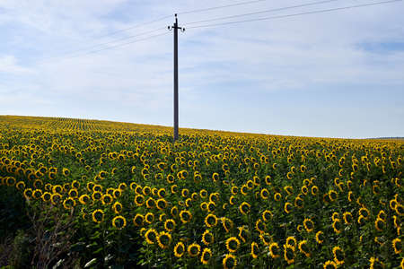 Sky with a cloud over field of blossoming sunflowers. Julyの写真素材