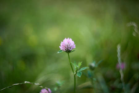 Clover flower on blurred green backgroundの写真素材