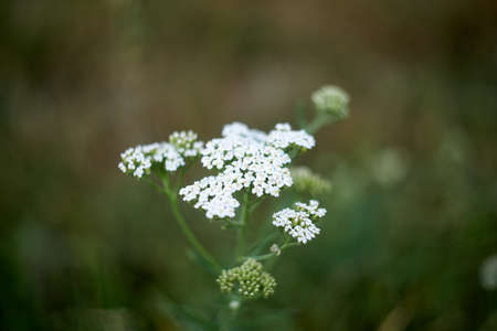Ajowan a white field flower against a background of greeneryの写真素材