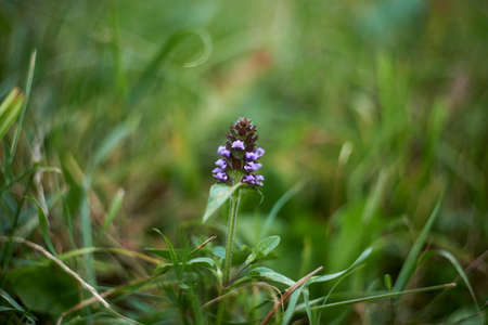 Selective focus of lavender flower, natural backgroundの写真素材