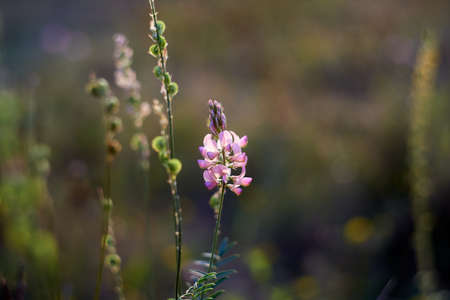 Pink lupine flower in the meadow, natural backgroundの写真素材