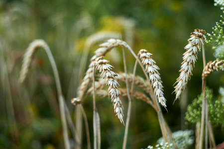 Wheat spikelets left in the field in Julyの写真素材