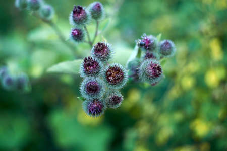 Young green thistles are blooming in Julyの写真素材