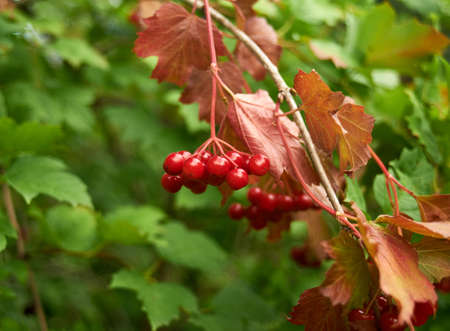Bunches of red viburnum on branches