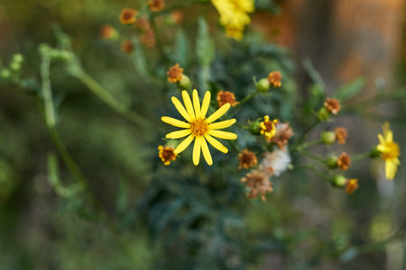 A single yellow daisy.Selective focus.