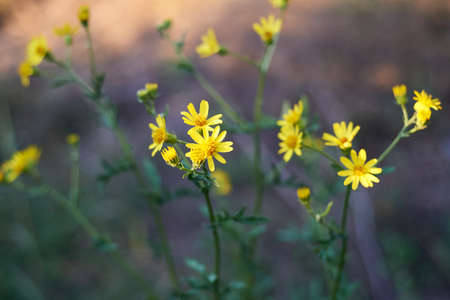 Wild yellow daisies in the field