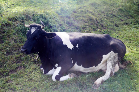 Black and white cow restingの写真素材