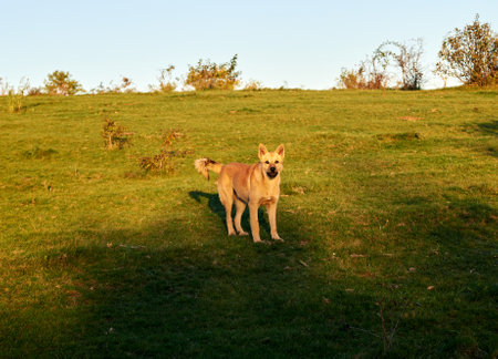 Wild dog barking at cameraの写真素材
