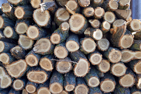 Photo of acacia firewood, natural backgroundの写真素材