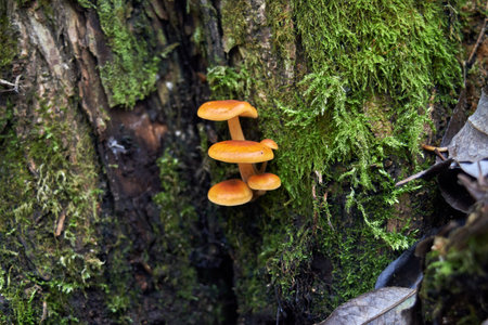 Yellow mushrooms on a stumpの写真素材