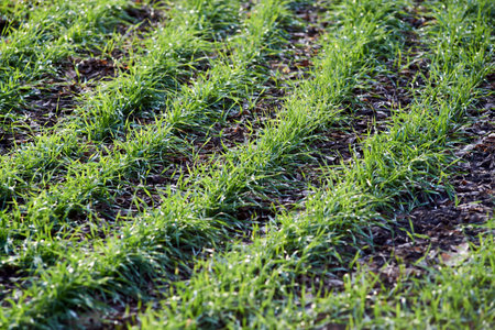 Photo of winter barley in the field in Januaryの写真素材