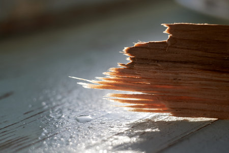 Photo of acacia wood in the sunの写真素材