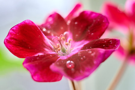 Home red geranium on blurred background with drops of water. macro.の写真素材