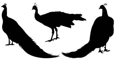 vector illustration of black peacock or peafowl silhouetteのイラスト素材