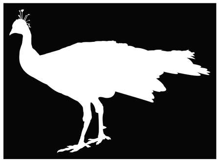 vector illustration of black peacock or peafowl silhouetteのイラスト素材