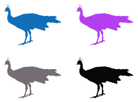 vector illustration of black peacock or peafowl silhouetteのイラスト素材