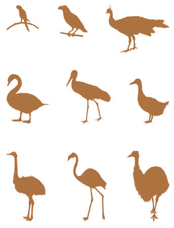 vector illustration of various birds silhouetteのイラスト素材