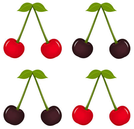 vector illustration of cherry