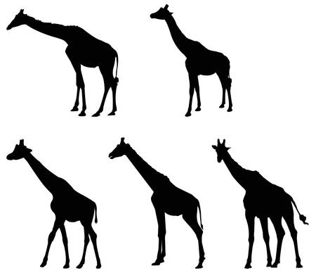 vector illustration of black giraffe silhouetteのイラスト素材