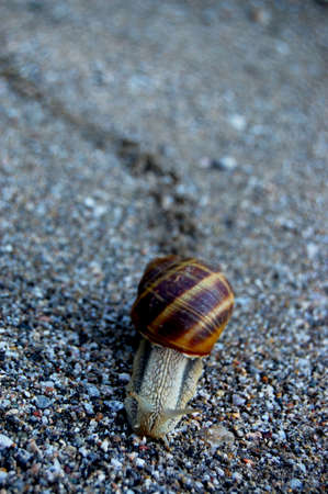 Snail  Animal and Nature Focusの写真素材
