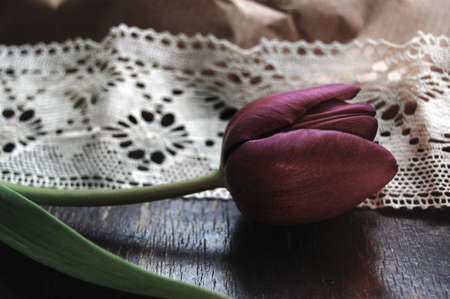 Tulip and Lace  Vintage Style Photoの写真素材