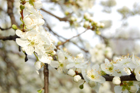 Spring Blossom Trees  Flower Blooms