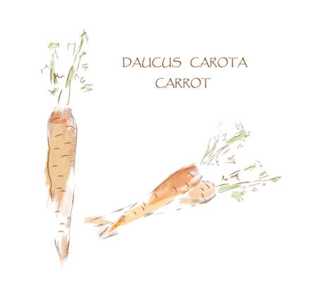 Carrot Watercolor Illustration with Latin Inscriptionの写真素材