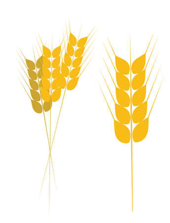 Field of Wheat, Barley or Rye Vector Illustrationのイラスト素材