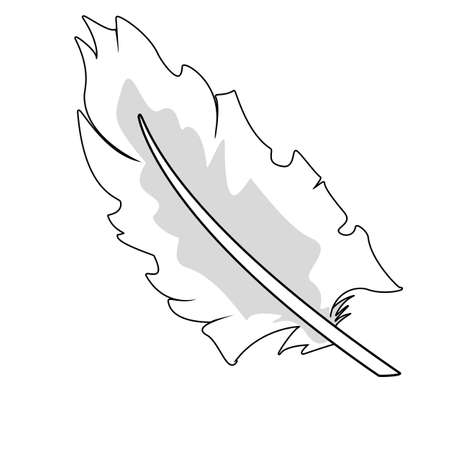 White bird feather. Beautiful wide quill vector. White, black and grey colour isolated objectのイラスト素材