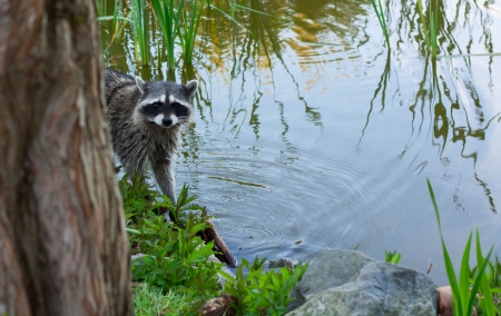 Racoon in the brush on the lake