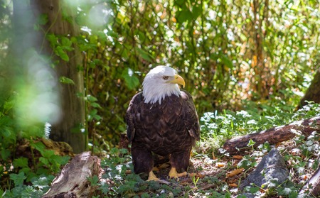 Portrait of a bald eagle, haliaeetus leucocephalus.