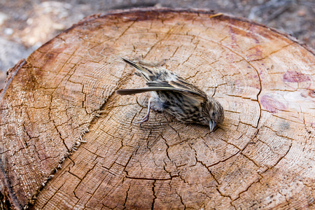 Photo of dead sparrow bird on stumpの写真素材