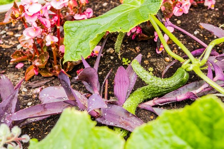 Raw organic mini cucumbers in the garden