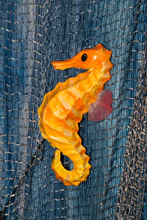 Seahorse dollの写真素材