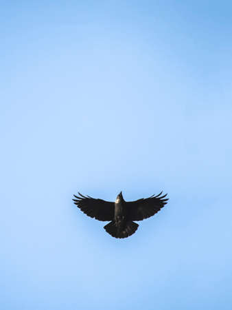 Bird Flying High in the Sky - 2D minimalの写真素材