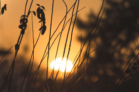 Orange Sunset over branches and leafsの写真素材