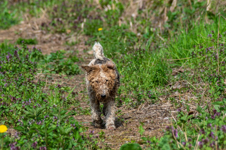 Dirty fox terrier walking through meadow full of purple and yellow flowersの写真素材