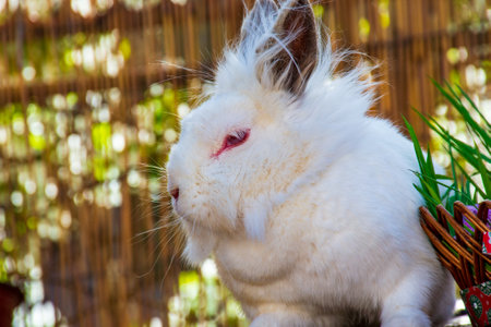 A shaggy bunny relaxing on sunny Easter day